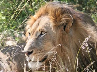 Le roi des  animaux  clip