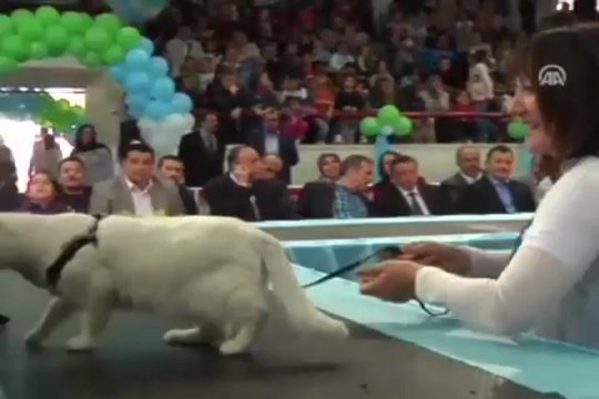 Kediler güzellikte yarıştı