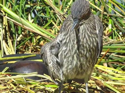 Diaporama perou - Puno - Septembre 2012