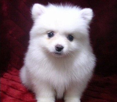 차기 플레이온카지노Β묎턯▧▶O­K­5­5­9­9­.­K­R◀㉡싕튉も 플레이온카지노