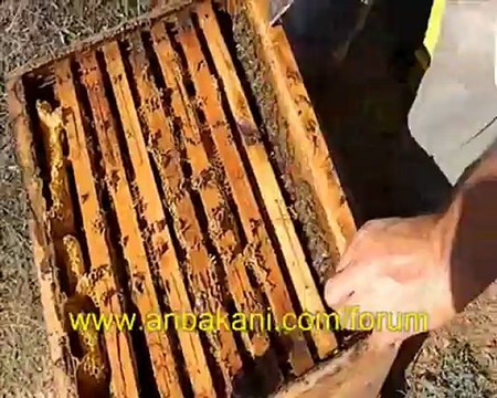 arıcılık videosu, 13 ekim 2012 koloni kontrolü