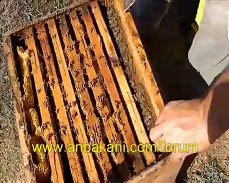 arıcılık videosu, 13 ekim 2012 koloni kontrolü