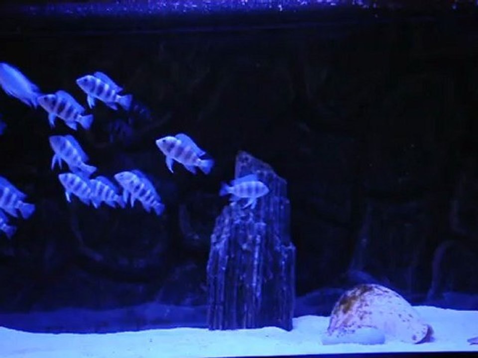 Frontosa Blue Zaire Moba Yavruları