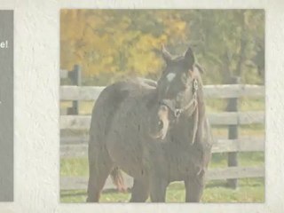 Protecting Horses | Big Rock, IL (630) 556-3519
