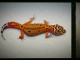 Leopard geckos for sale