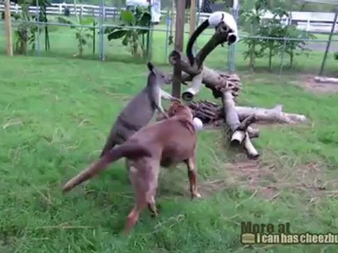 Кенгуру против собаки