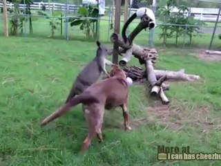 Кенгуру против собаки