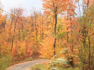 Effeuilage d'automne