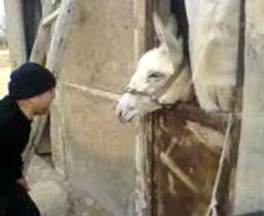 donkey