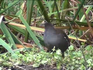 Nettoyage du Miroir d'eau