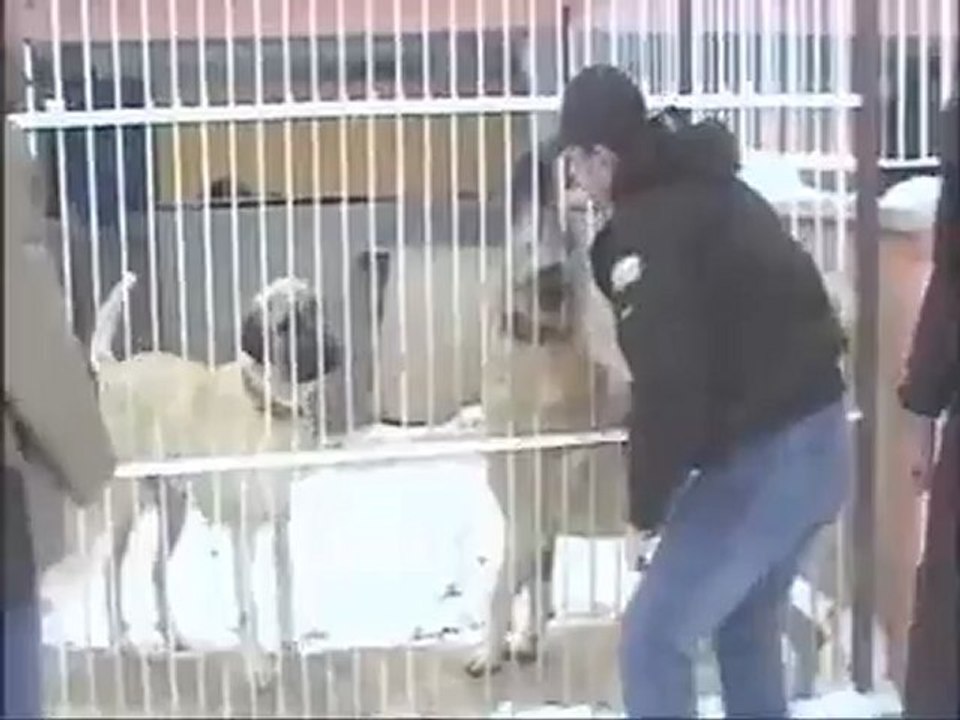 Kangal Sevdalisi Hüseyin Yildiz & Yalcin Part I