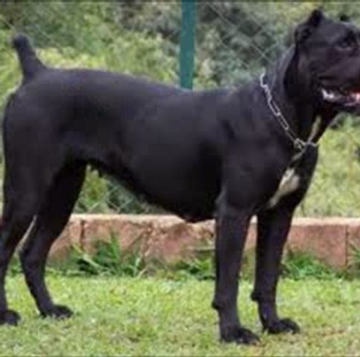 DÜNYANIN EN GÜÇLÜ KÖPEKLERİ - Seslisehirli.com SivaslarSitesi