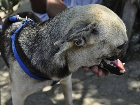 Chien sans mâchoire part aux USA pour être soigné