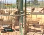 Türk Çoban Köpekleri Tanıtım-1