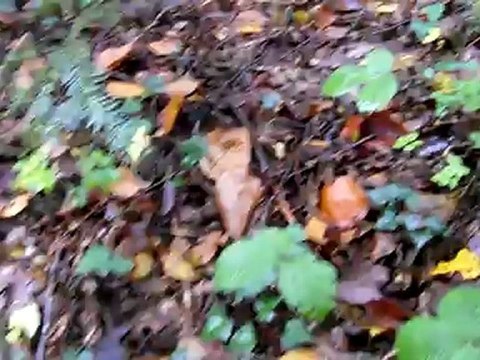 Que de trompettes des morts !