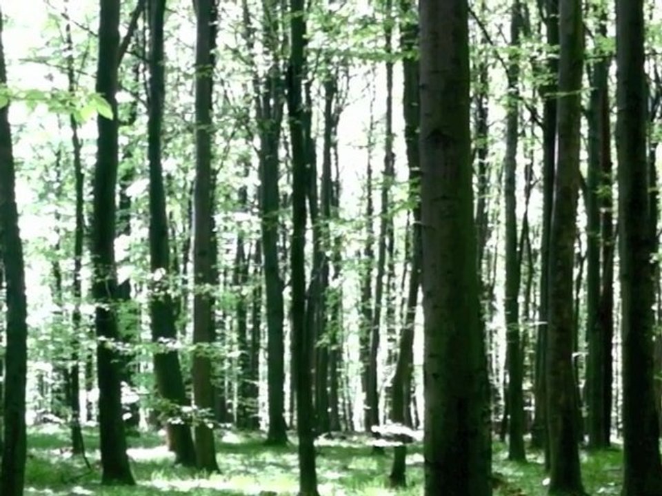 Record 5.05.2012, 13:51 – 14:04, Niepolomice Forest