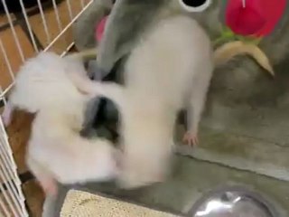 Basket et Carpet - Portes ouvertes 13/10/12