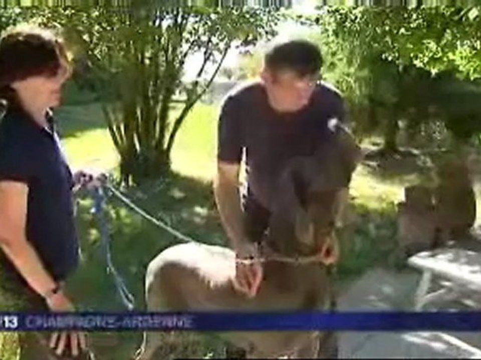 Dogue Allemand, un amour de grand chien. (Vitry-la-Ville 51)