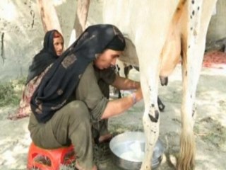 Afghan farmers turn to cooperatives
