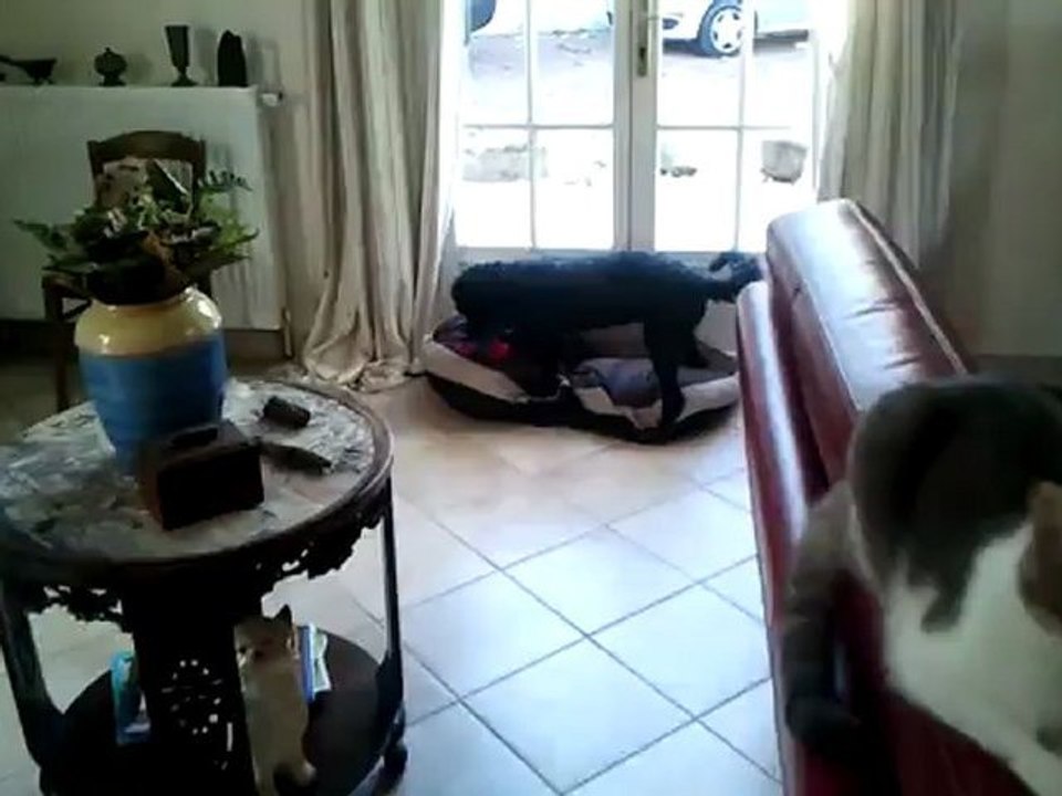 WARICK LE CANICHE FAIT SON CHIOTvideo-2012-10-14-10-46-15
