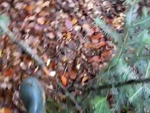 Trompettes, beaucoup de trompettes des morts