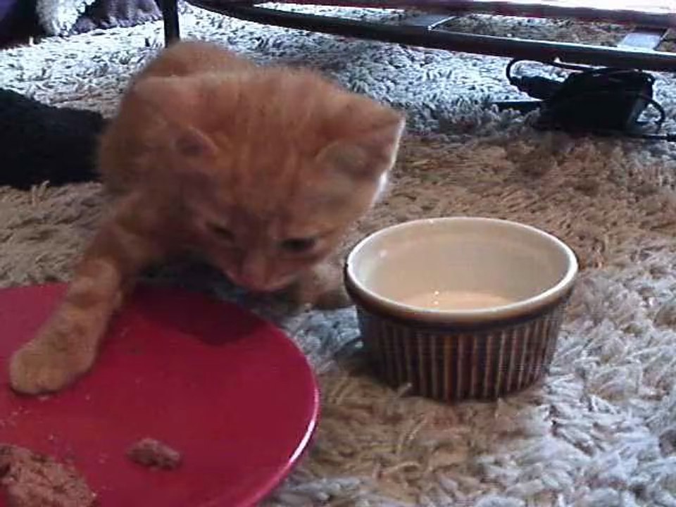 Sahel mon p'tit chaton qui mange!