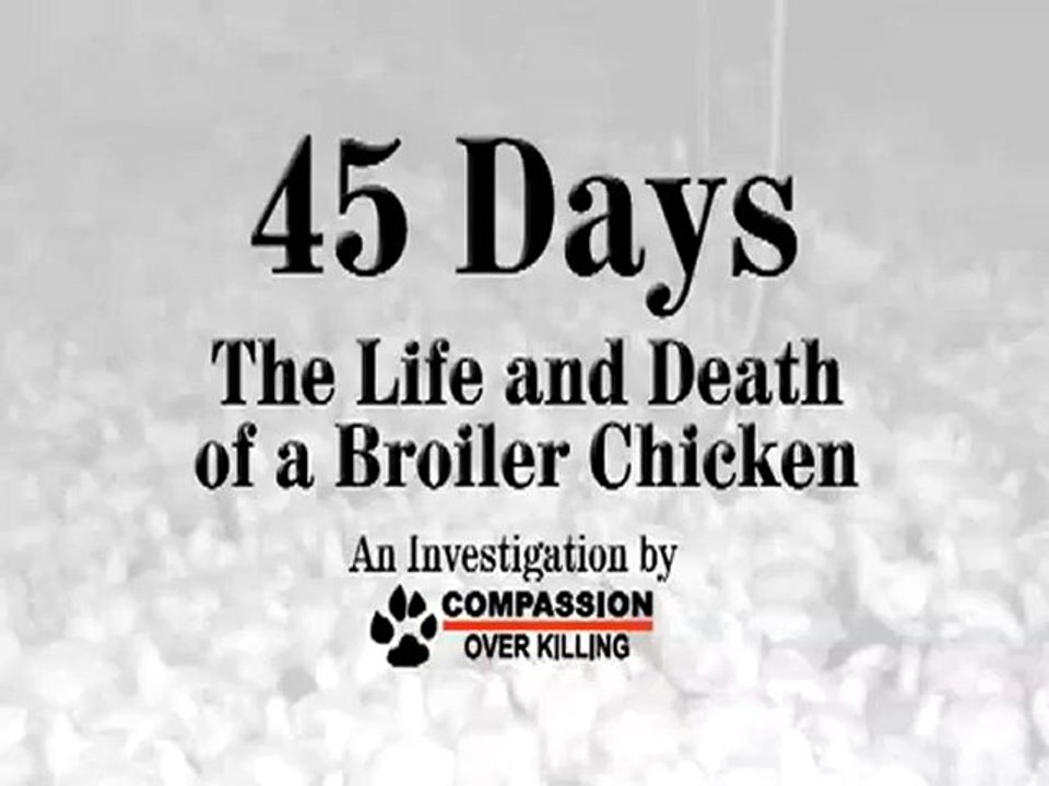 45 Days: The Life and Death of a Broiler Chicken