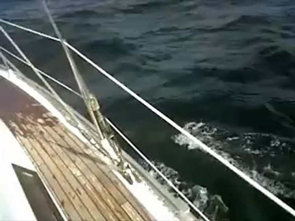 Des Dolphins!