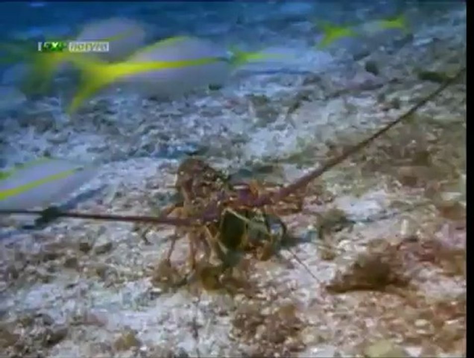 50 fakte për kafshët 2