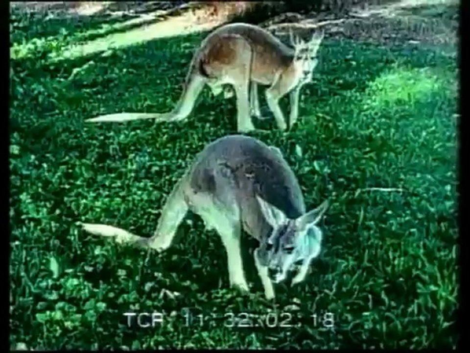 50 fakte për kafshët 3