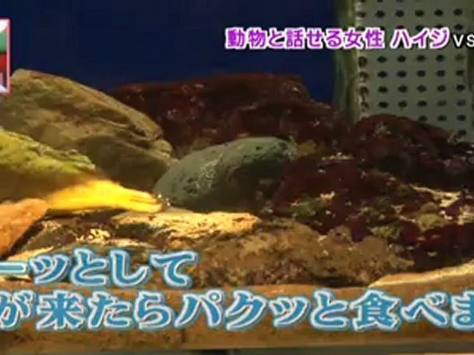 20120721ハイジvs天才イルカ
