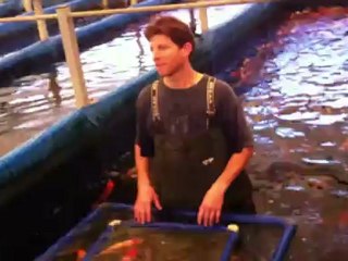 Koi fish farm Hazore