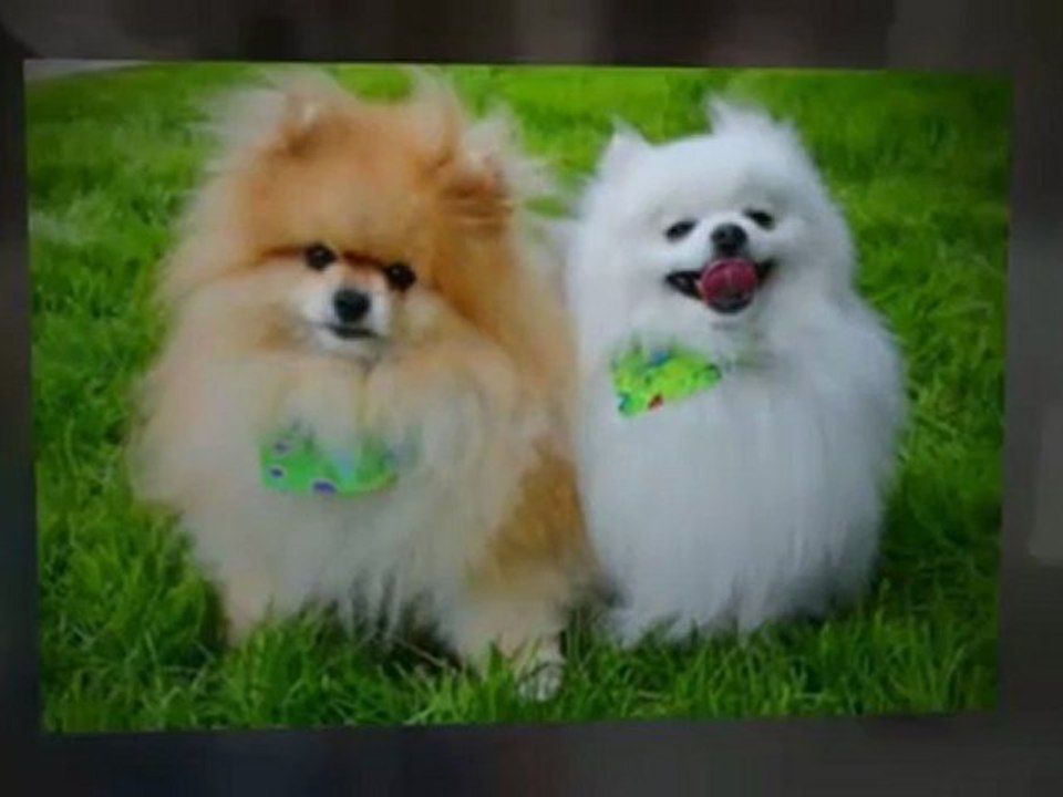 Dog teeth Cleaning VIDEO