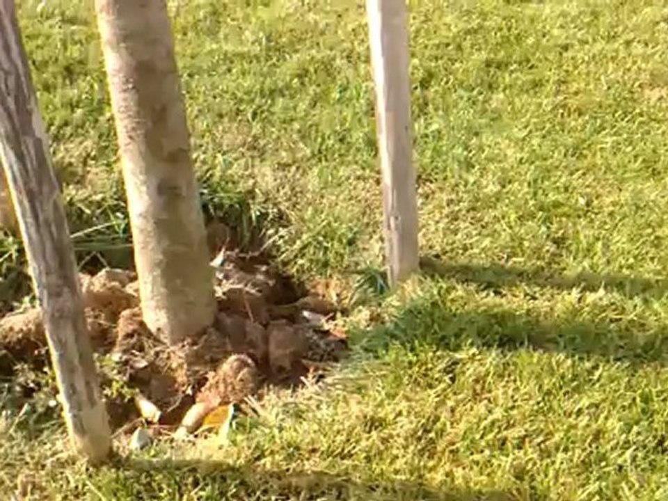 Huawei Ascend P1 Örnek Video (1080p)