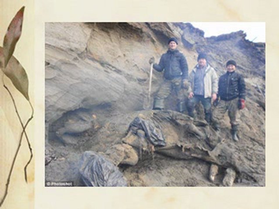 Crown Capital Management Jakarta Indonesia - Giant mammoth carcass in Siberian frost