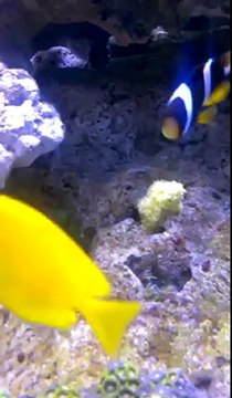 red sea 130l 2 leds hk 20000k