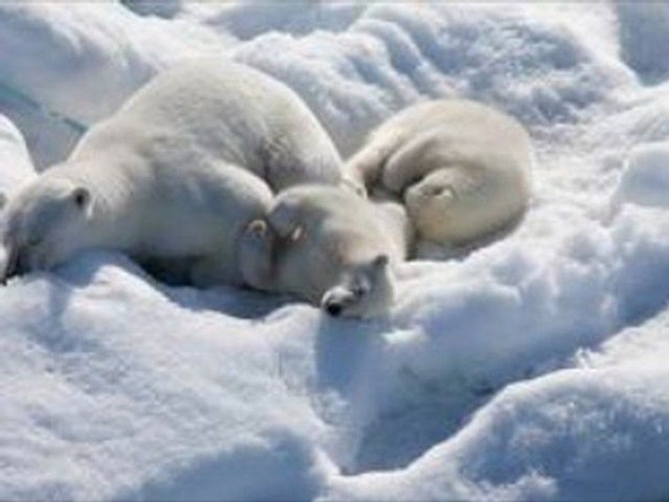 To the Arctic 3D (2012online watch www.hdmoviespool.com