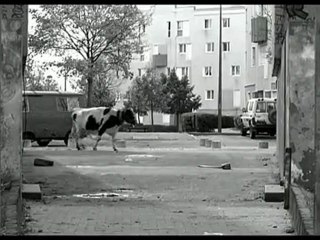 God of Macro : Oh la Vache !