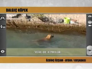 ÖZDİNÇ ÖZÇAM-DALGIÇ KÖPEK