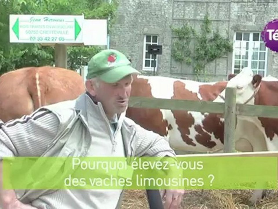7 octobre 2012 - Vaches en fête : l'occasion de découvrir les races de vaches