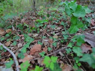 Cro-magnon le retour !