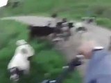 Un cycliste VS meute de chiens