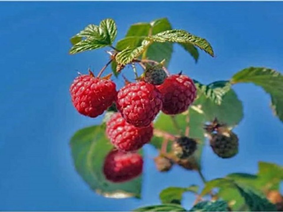 maliny POLKA  - lubelskie