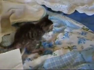 chaton BENJY aventure suite 15 oct