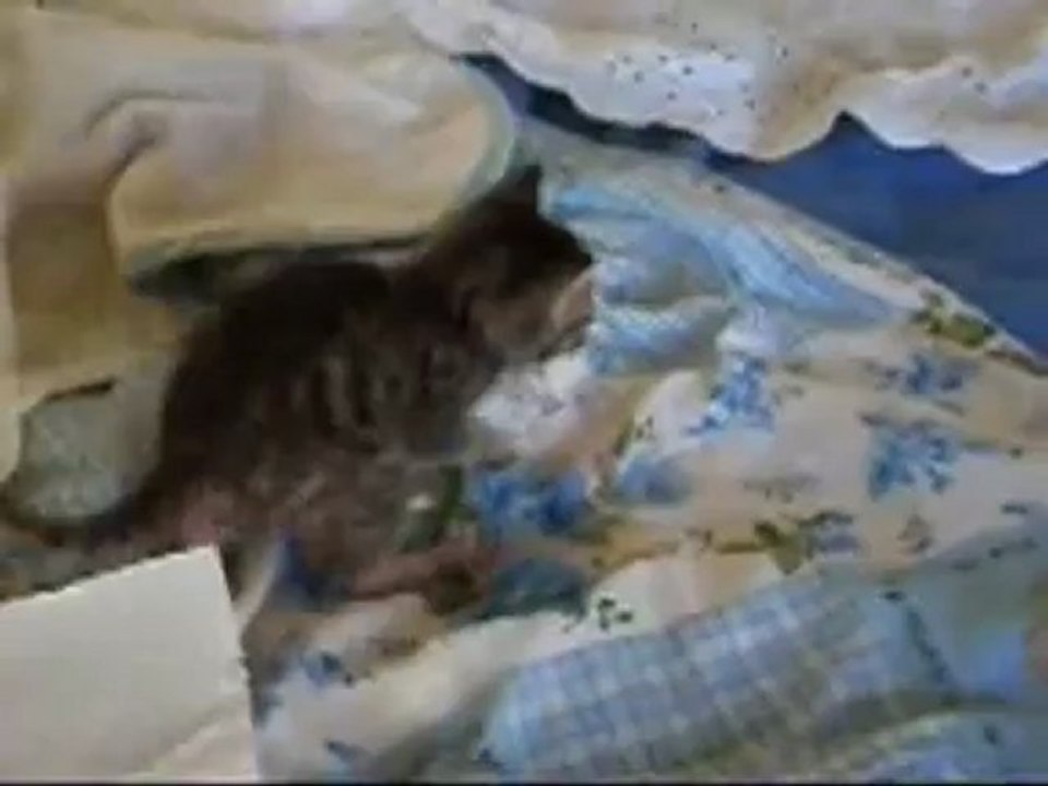 chaton BENJY aventure suite 15 oct