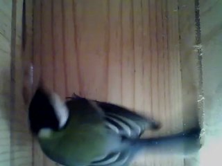 NICHOIR MESANGE 09/10/2012 10h15 :: déjà un mois d'inspection en règle....