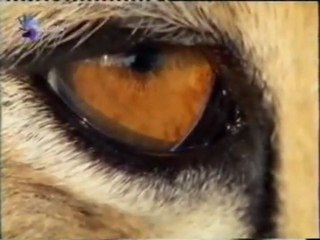 Guepardo: Anatomia y fisiologia de un depredador