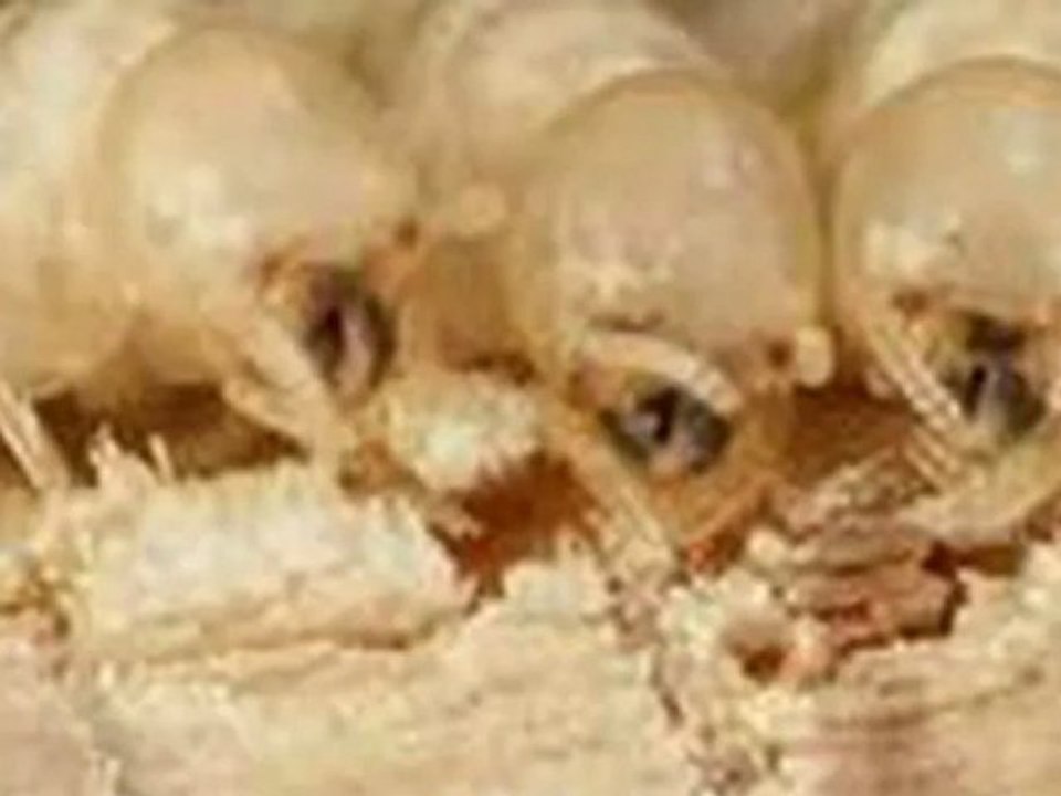 Sacramento Pest & Rodent Specialists