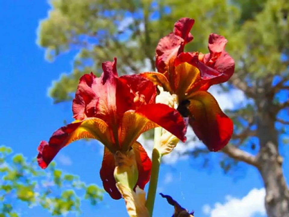 La Marmotte Bleue mes photos avec "La tendresse" de Bourvil