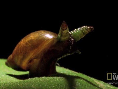 Escargot Zombie - National Geographic 2012